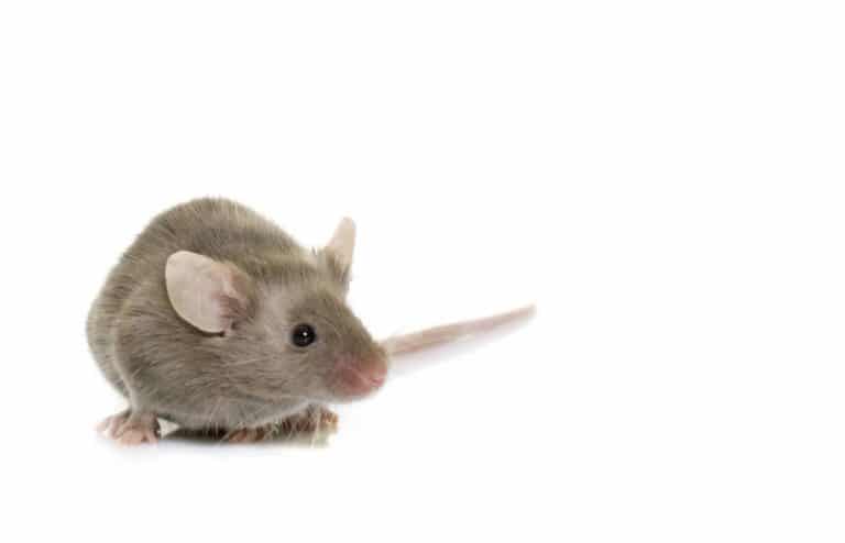 facts-about-mice-infestation-you-need-to-know