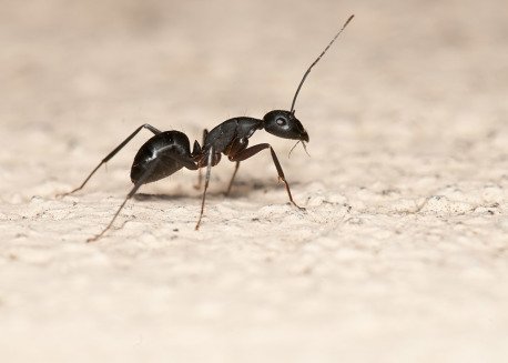 how-to-get-rid-of-black-ants