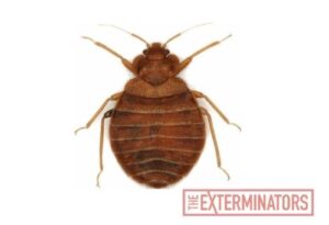 bed bug exterminator Richmond hill