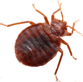 bed bug infestation richmond hill