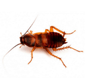 brown-banded-cockroach