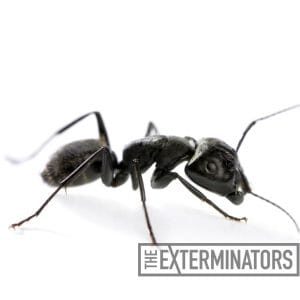 carpenter ant exterminator richmond hill