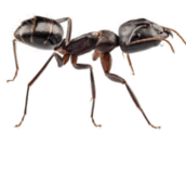 carpenter-ants