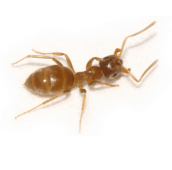 citronella-ants