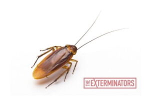 cockroach exterminator richmond hill