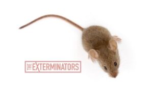 mouse exterminator richmond hill