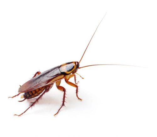 cockroach infestation richmond-hill